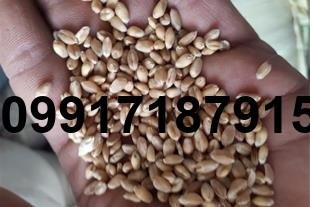 فروش ارزن در اصفهان - تصویر 5