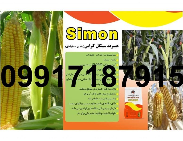 فروش بذر ذرت علوفه سیمون - تصویر 2
