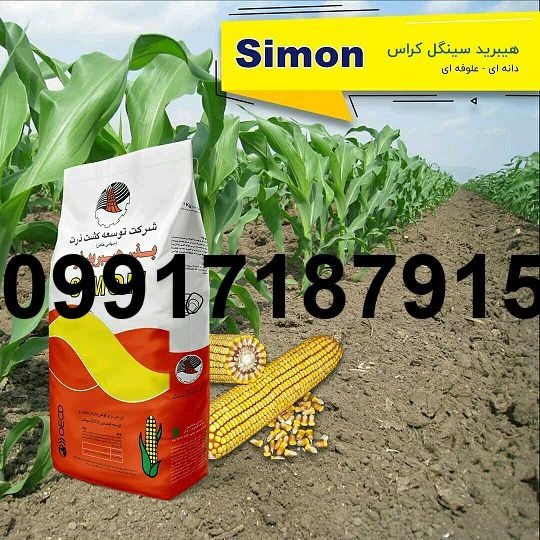 فروش بذر ذرت علوفه سیمون - تصویر 4
