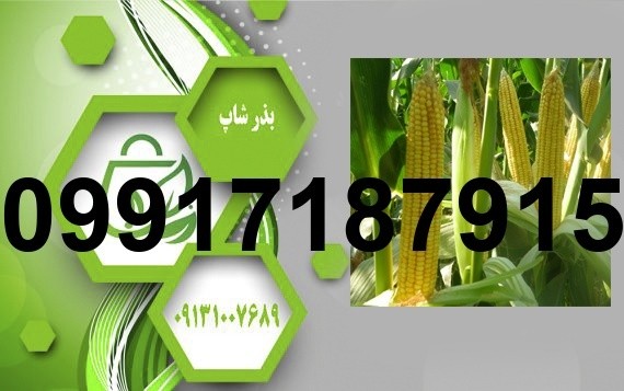 فروش بذر ذرت علوفه سیمون - تصویر 6