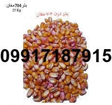 فروش بذر ذرت ۷۰۴ مغان - تصویر 1