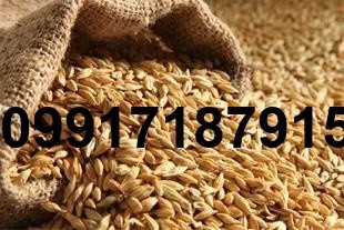 فروش جو دامی - تصویر 6