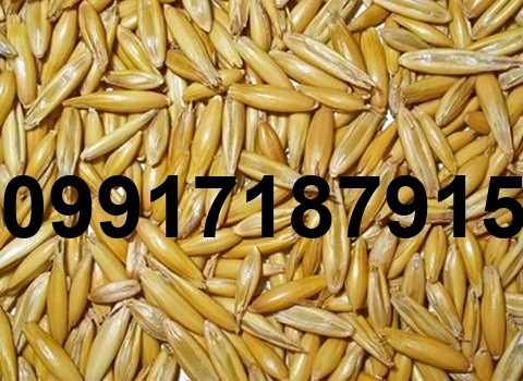 فروش جو دامی - تصویر 8