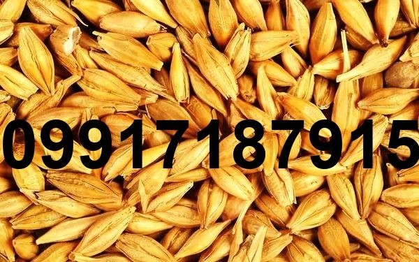 فروش جو عمده - تصویر 6