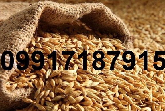 فروش جو و گندم - تصویر 6