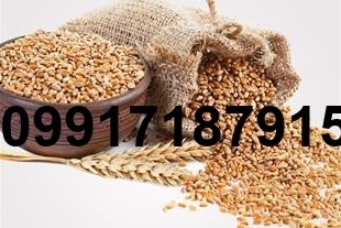 فروش جو و گندم - تصویر 7
