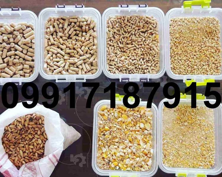 فروش دان مرغ تخمگذار - تصویر 3