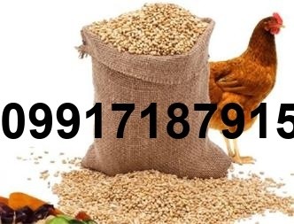 فروش دان مرغ گوشتی - تصویر 7