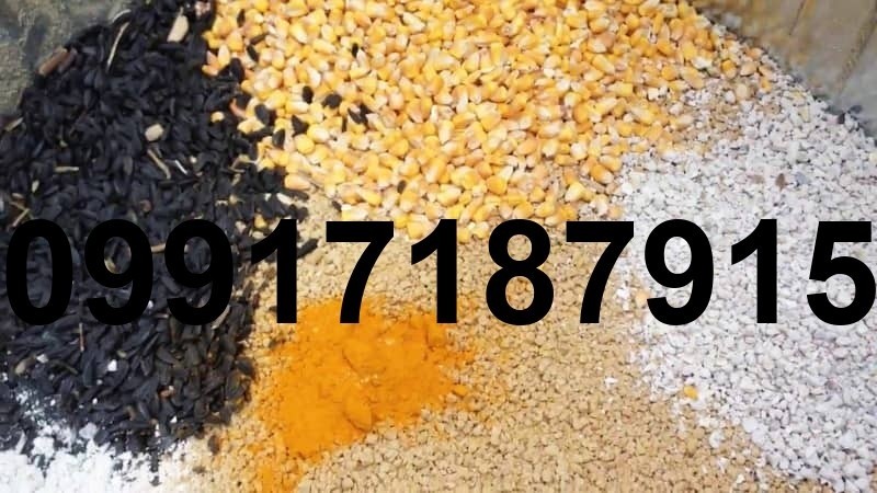 فروش دان مرغ گوشتی - تصویر 8