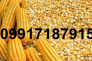 فروش ذرت برزیلی - تصویر 8