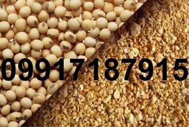 فروش ذرت دامی - تصویر 5