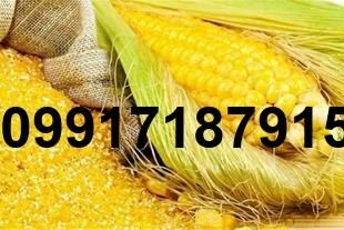 فروش ذرت دامی اصفهان - تصویر 1