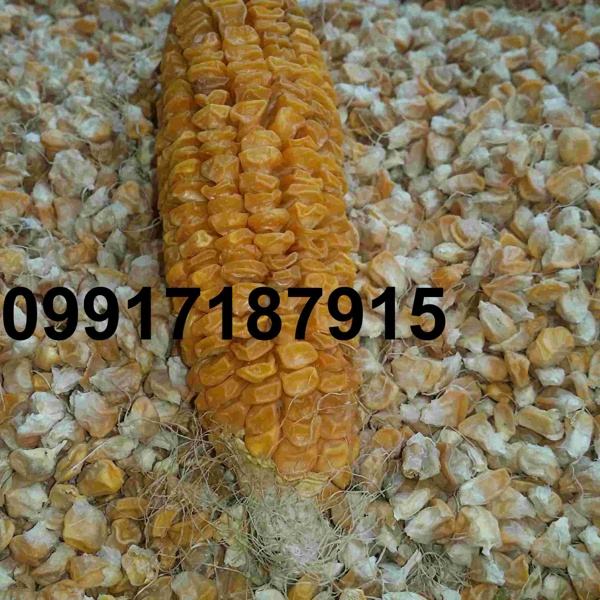 فروش ذرت دامی اصفهان - تصویر 6