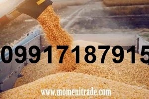 فروش ذرت دامی اصفهان - تصویر 8