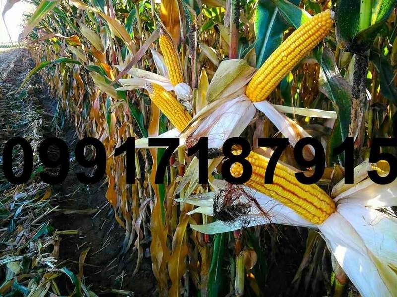 فروش ذرت دانه ای - تصویر 2