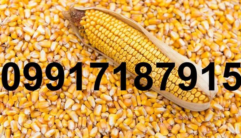 فروش ذرت دانه ای - تصویر 3