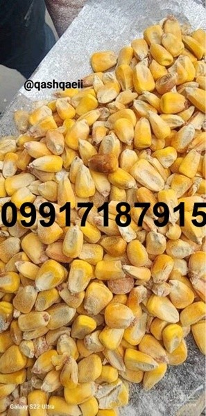 فروش ذرت دانه ای - تصویر 4