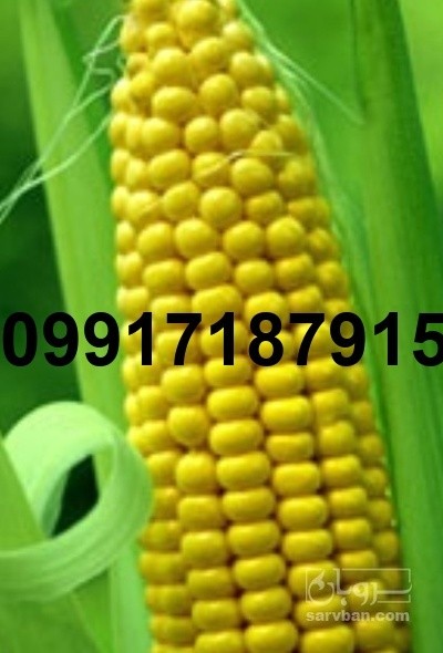 فروش ذرت دانه ای - تصویر 5