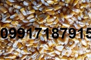 فروش ذرت دانه ای - تصویر 7