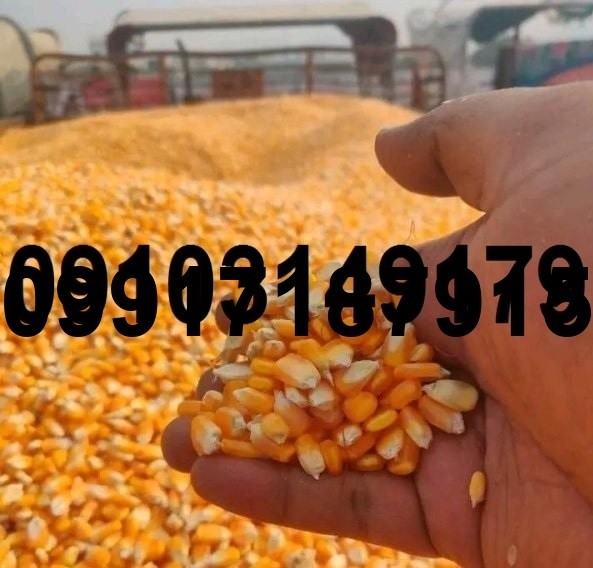 فروش ذرت دانه ای - تصویر 8