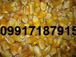 فروش ذرت درجه 2 - تصویر 2