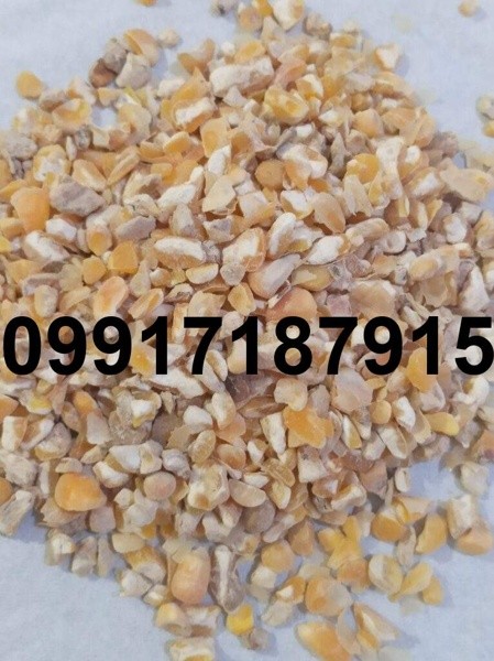 فروش ذرت درجه 2 - تصویر 5