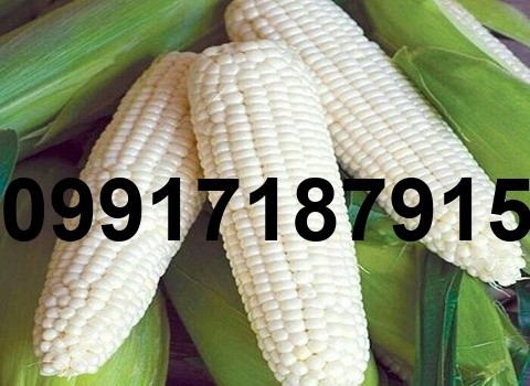 فروش ذرت سفید - تصویر 3