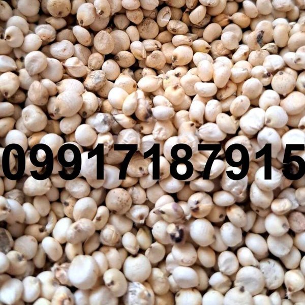فروش ذرت سفید - تصویر 8
