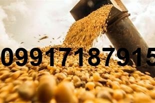 فروش ذرت و سویا - تصویر 2