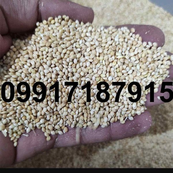 قیمت ارزن برای عروس هلندی - تصویر 6
