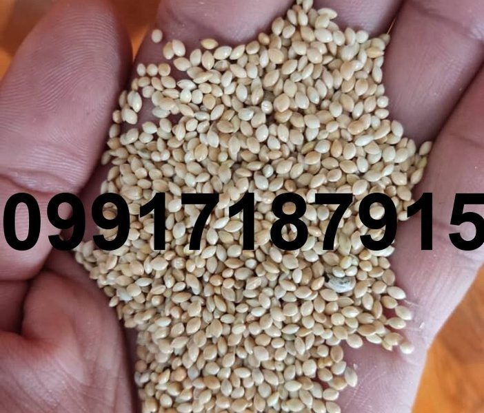 قیمت ارزن بیرجند - تصویر 1