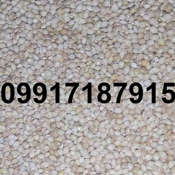قیمت ارزن بیرجند - تصویر 4
