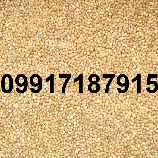 قیمت ارزن جیرفت - تصویر 3