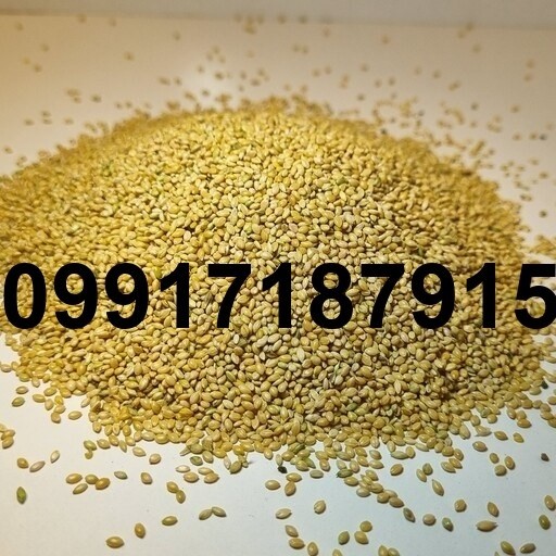 قیمت ارزن در اصفهان - تصویر 3