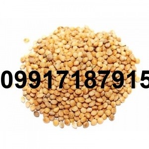 قیمت ارزن در اصفهان - تصویر 7
