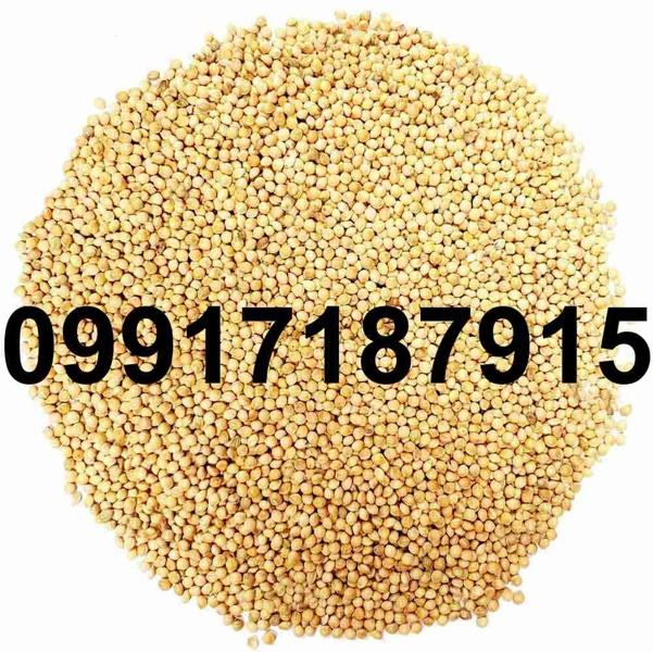 قیمت ارزن در بازار امروز - تصویر 1