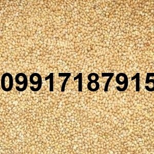 قیمت ارزن در بازار امروز - تصویر 7
