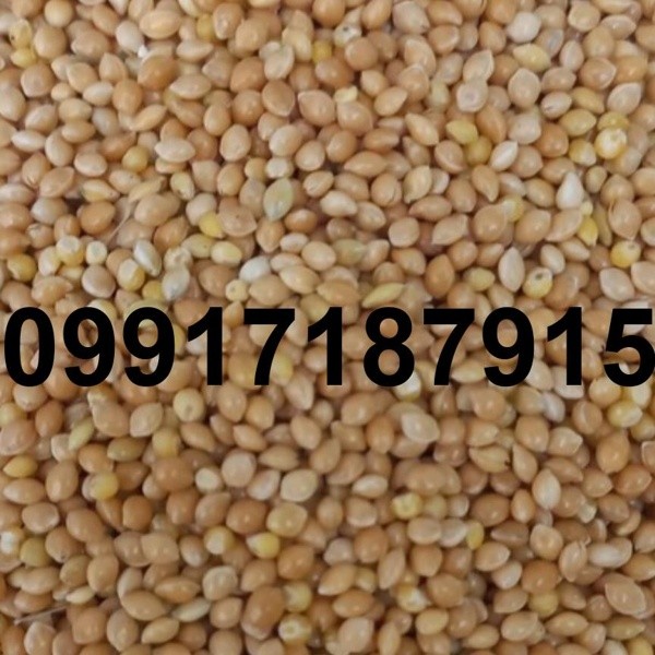 قیمت ارزن در قم - تصویر 4