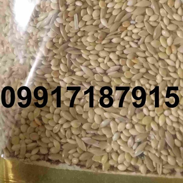 قیمت ارزن در قم - تصویر 8