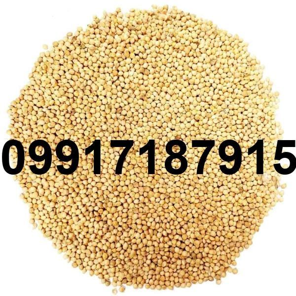قیمت ارزن عروس هلندی - تصویر 8