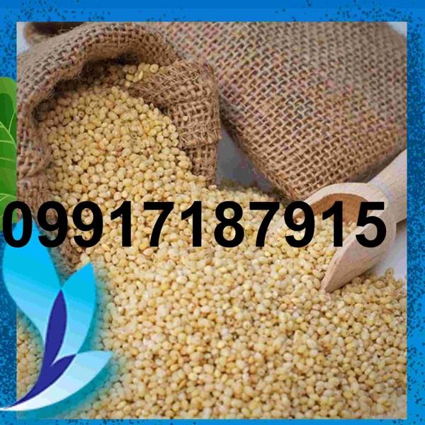 قیمت ارزن و گندم - تصویر 8