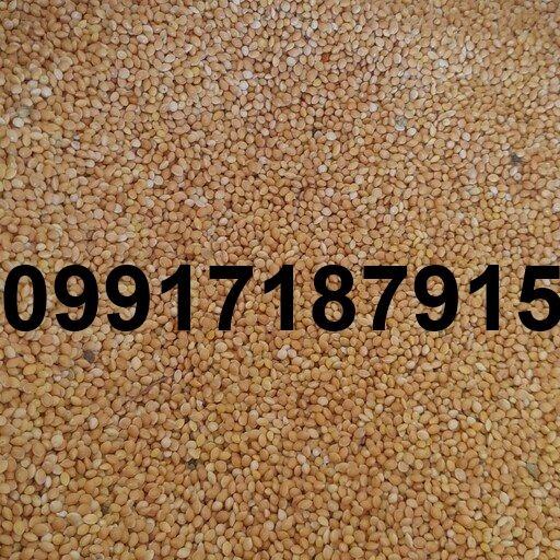 قیمت ارزن کبوتر - تصویر 4