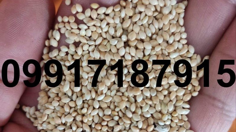 قیمت ارزن کبوتر - تصویر 6