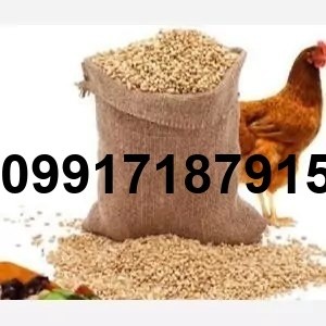 قیمت دان مرغ تخمگذار - تصویر 4