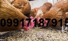 قیمت دان مرغ در افغانستان - تصویر 1