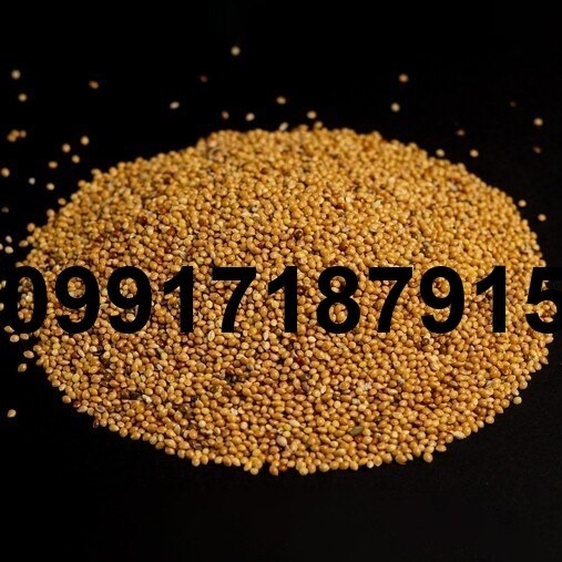 قیمت هر کیلو ارزن - تصویر 6