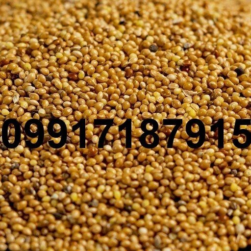 قیمت هر کیلو ارزن - تصویر 8