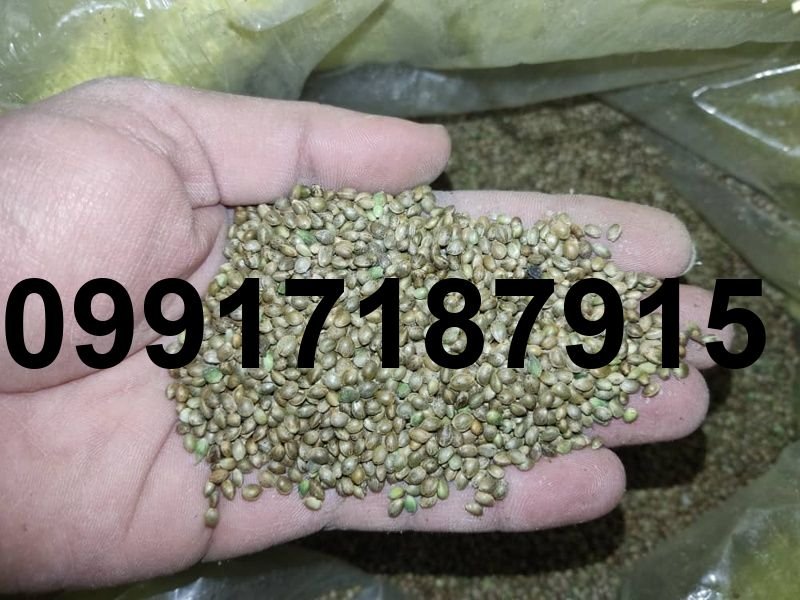فروش شاهدانه ریز_2