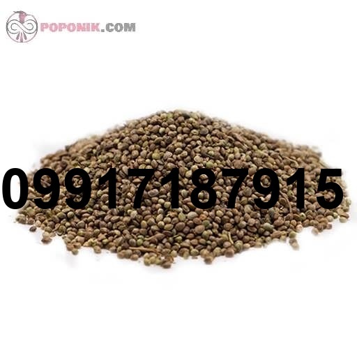 فروش شاهدانه ریز_3