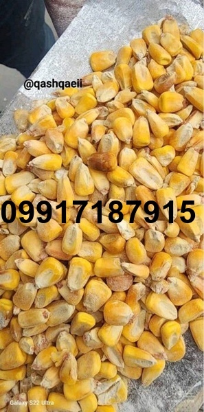 فروش عمده ذرت_1